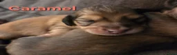Dachshund dogs for sale: 4 Long Haired Mini Dachshunds beautifully stunning - Advert 35