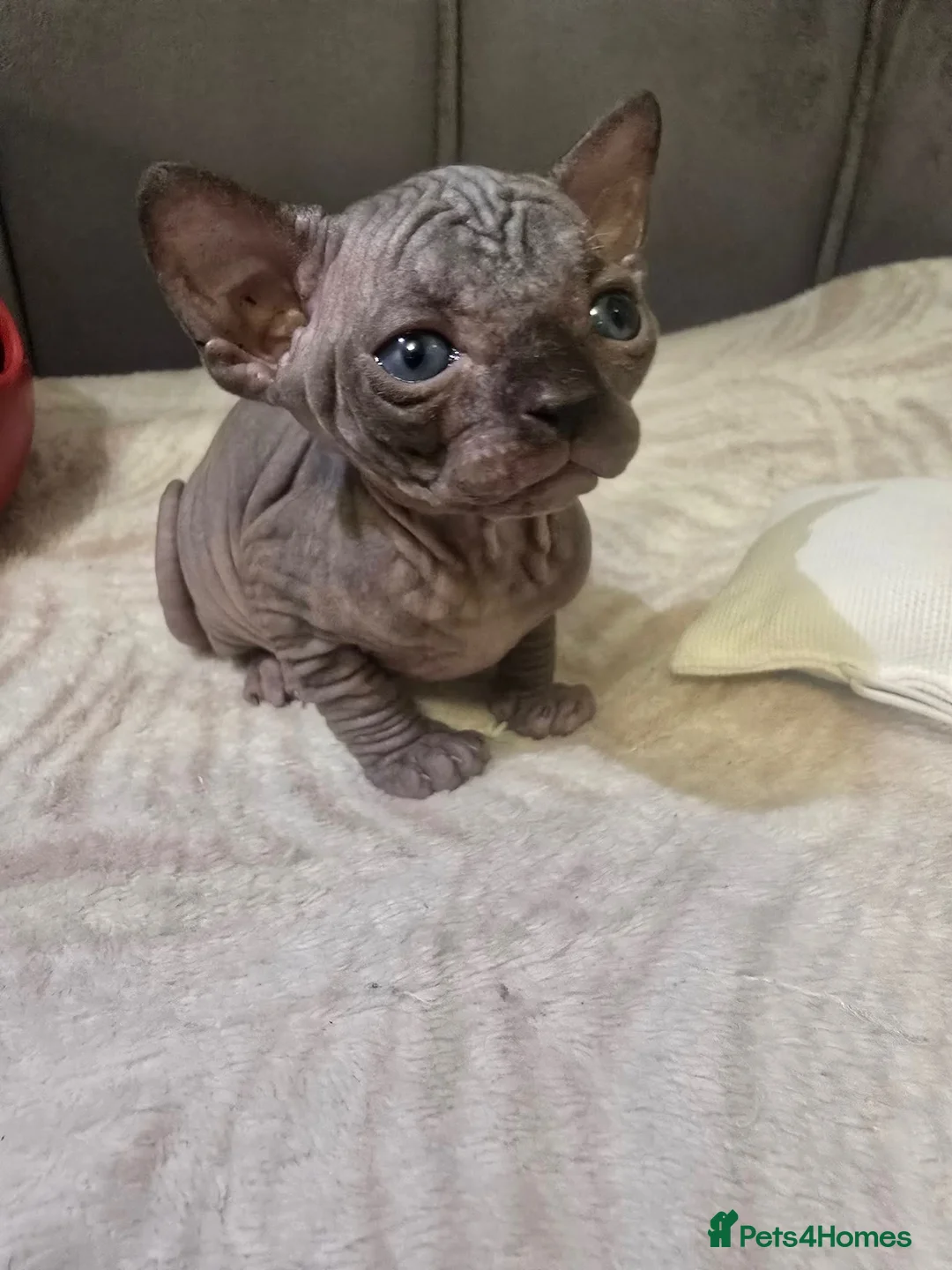 Sphynx cats for sale: Canadian Sphynx Kittens - Advert 10