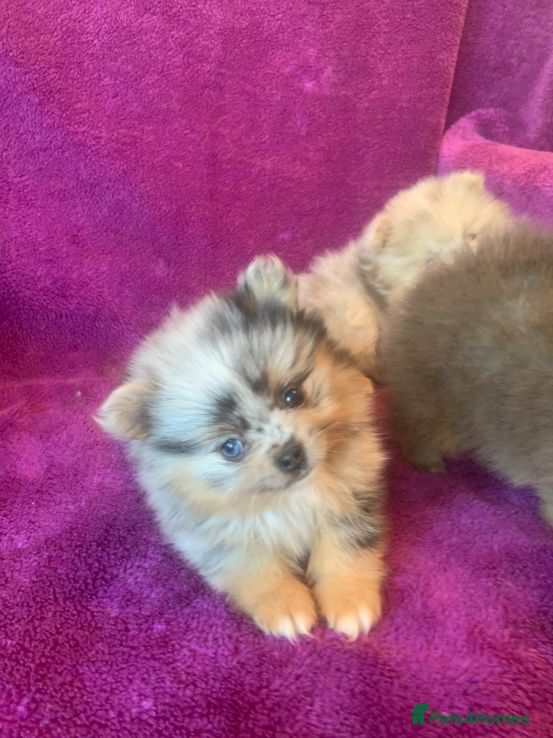 Pomeranian dogs for sale: Rainbow Litter with TAN POINTS - Image 3