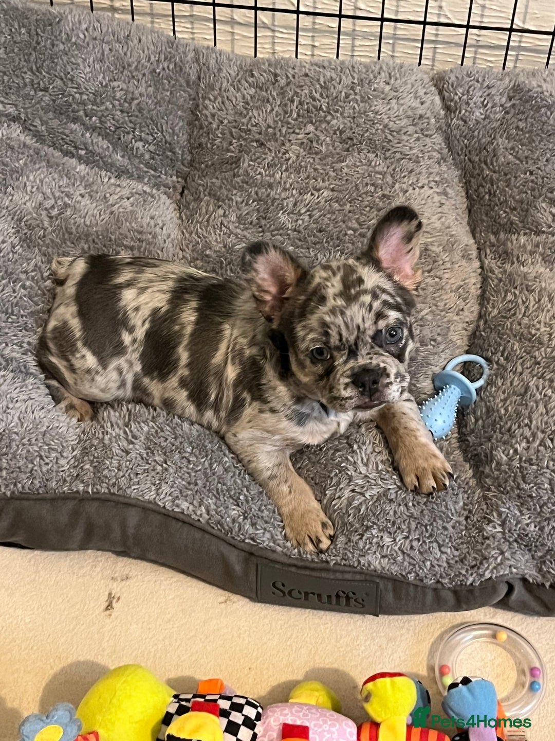French Bulldog dogs for sale: Ickle fluffy puddings  - Advert 6