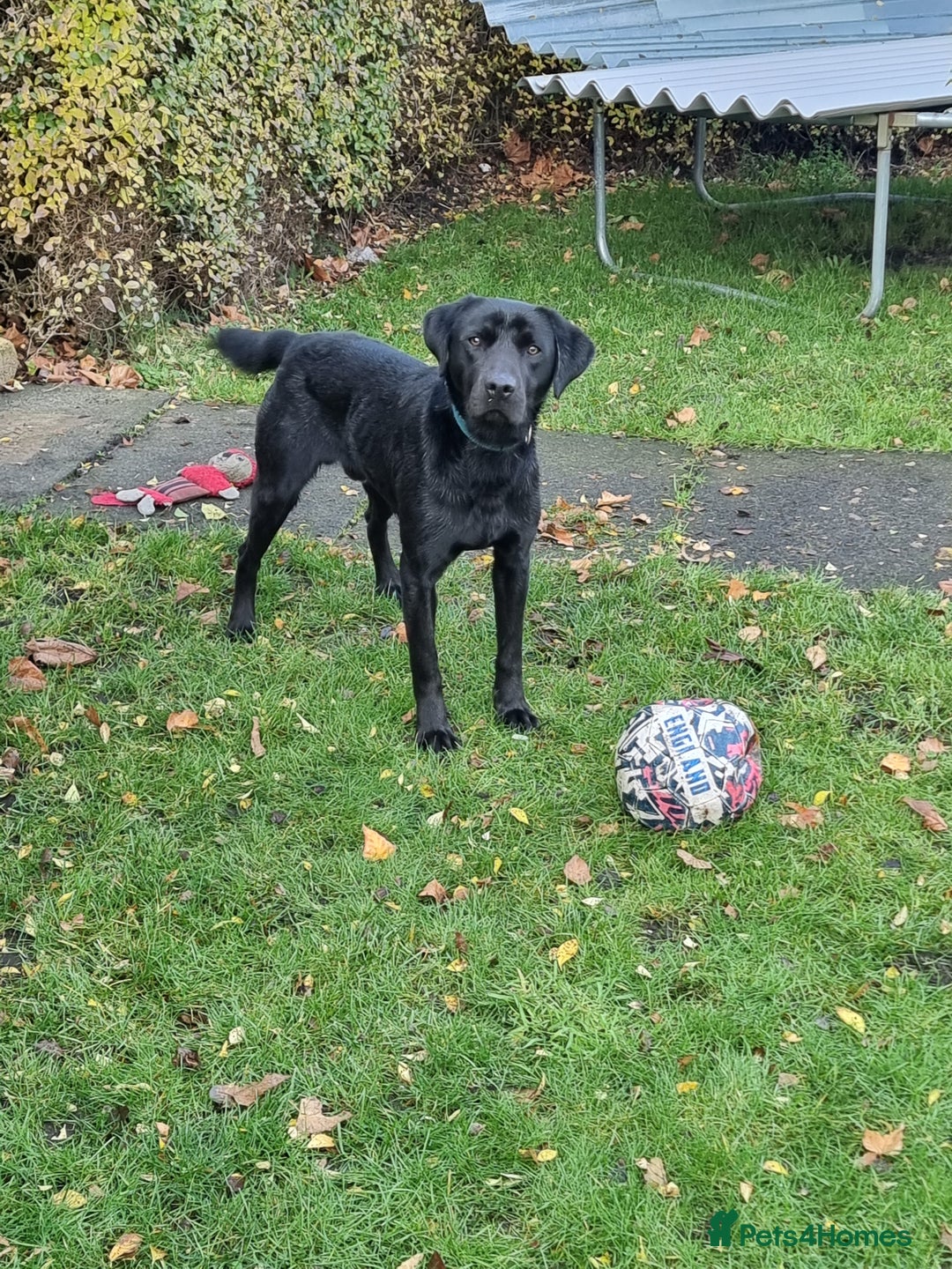 Labrador Retriever dogs for sale: 1 year old male Labrador Retriver - Advert 2