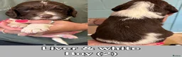 English Springer Spaniel dogs for sale: *5 star licenced breeder* - Springer Spaniel Pups in Braintree - Advert 3