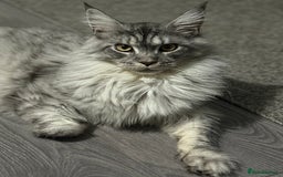 Maine Coon cats for sale: Maine Coon Male For Sale - TITAN - Advert 6