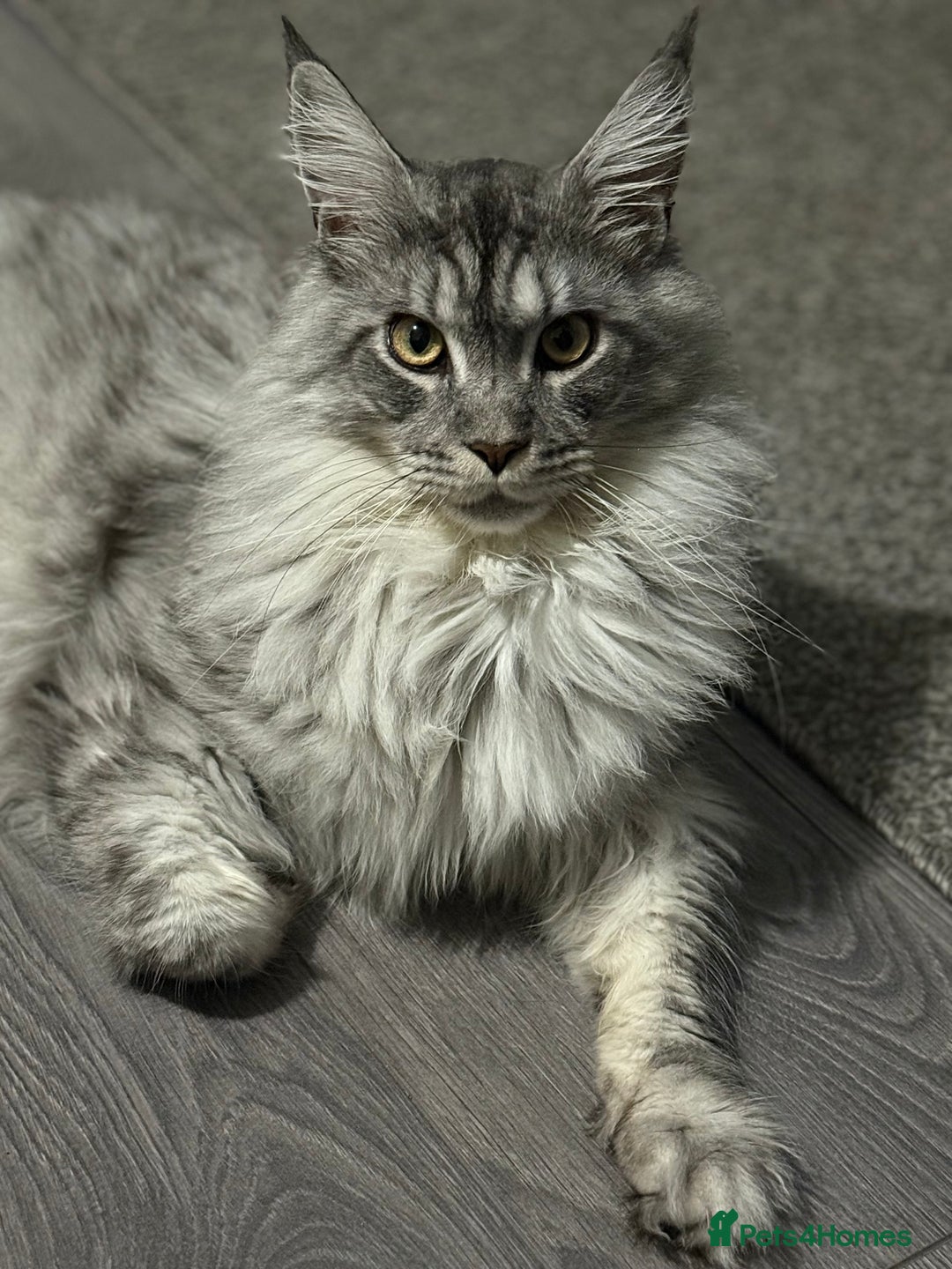 Maine Coon cats for sale: Maine Coon Male For Sale - TITAN - Advert 6