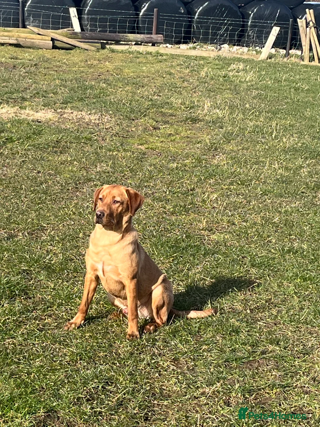 Labrador Retriever dogs for sale: KX registered Fox red lab in Moffat - Advert 1