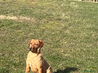 Labrador Retriever dogs KX registered Fox red lab - Advert 18