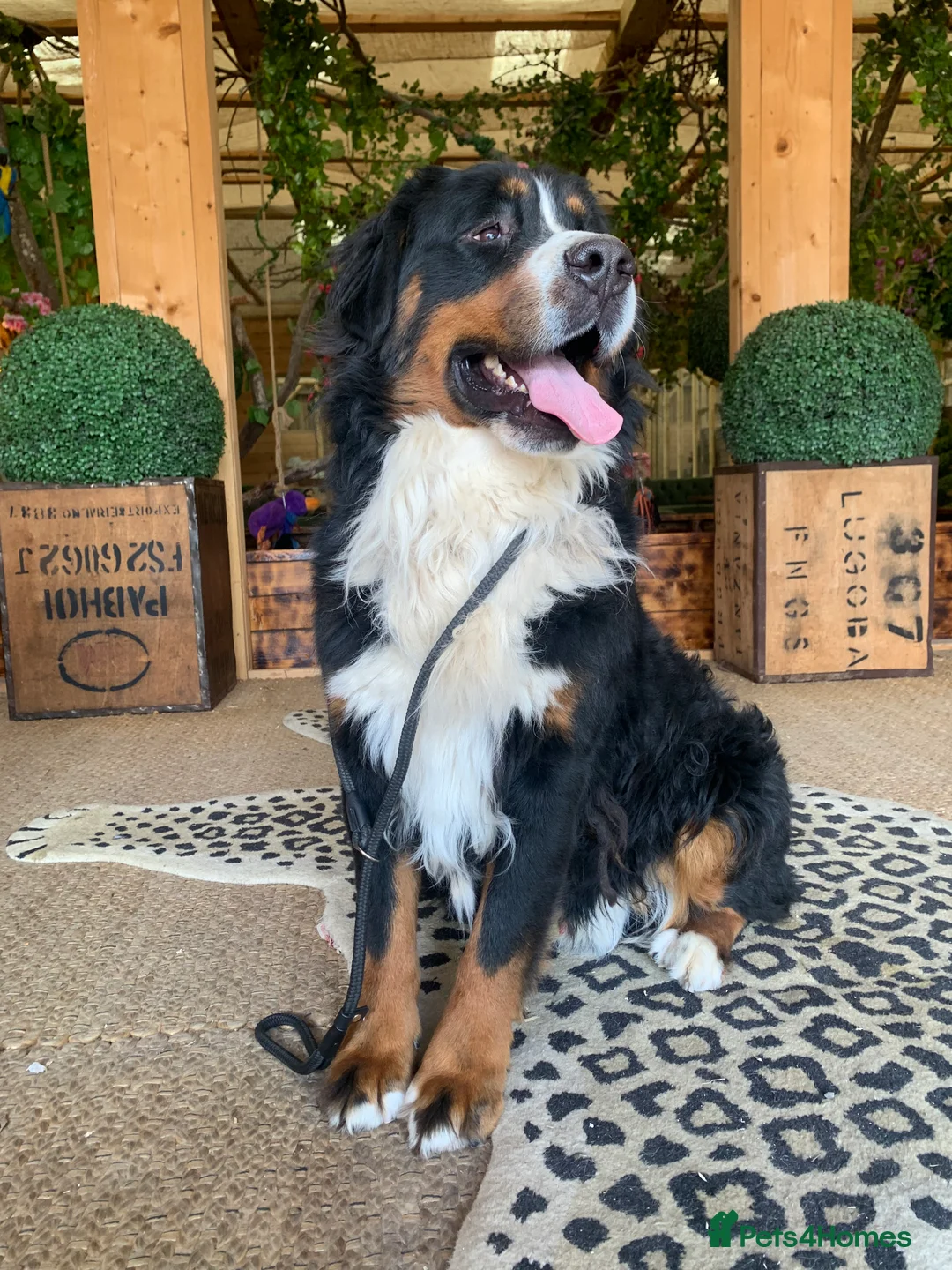 Bernedoodle dogs for sale: Tri Colour, Choc White, Standard Bernedoodle - Advert 11