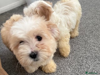 Bichon Frise dogs Bichon puppies for sale - Advert 1