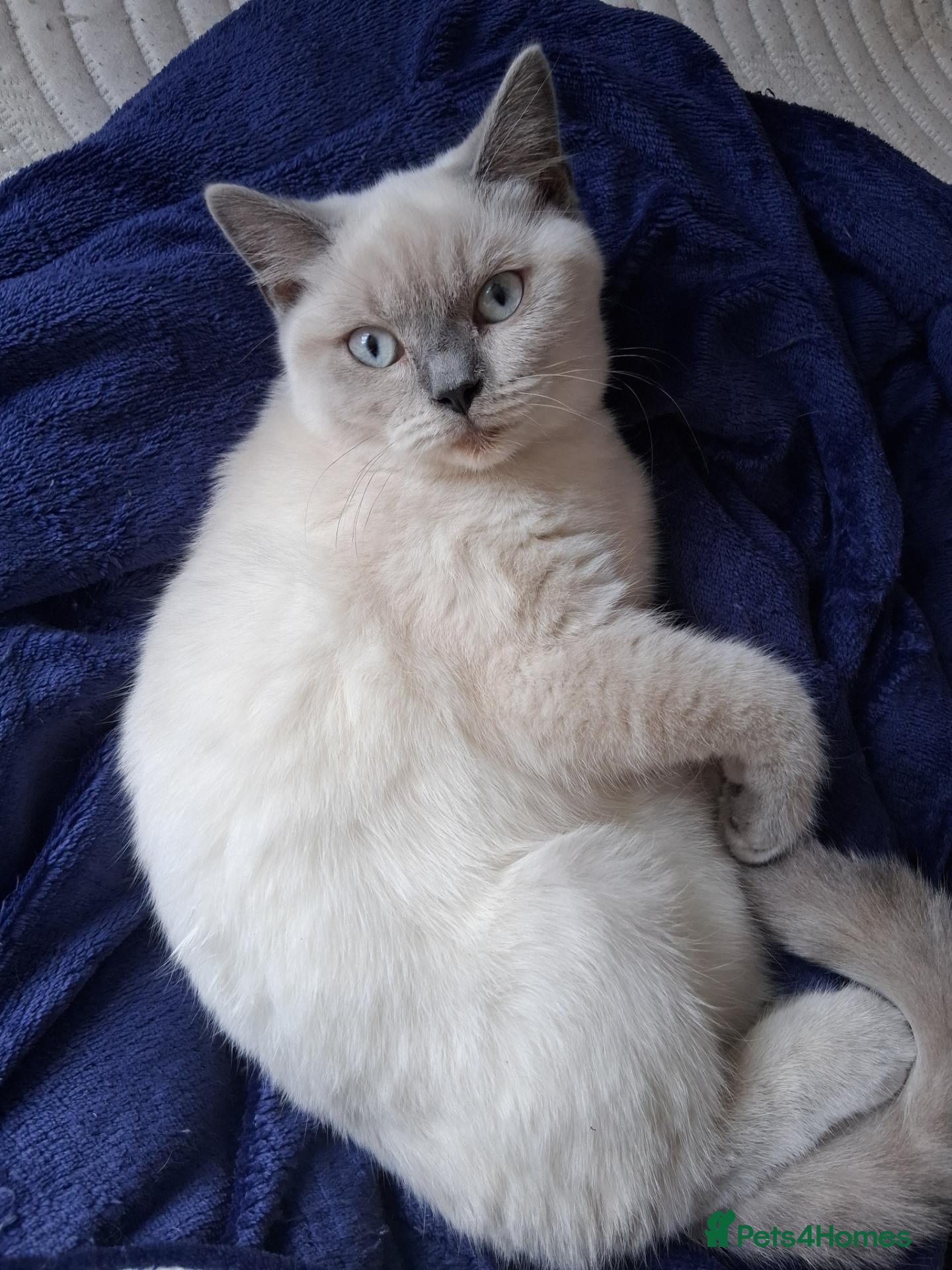British Shorthair cats *REDUCED SIX BRITISH SHORTHAIR KITTENS - Advert 1