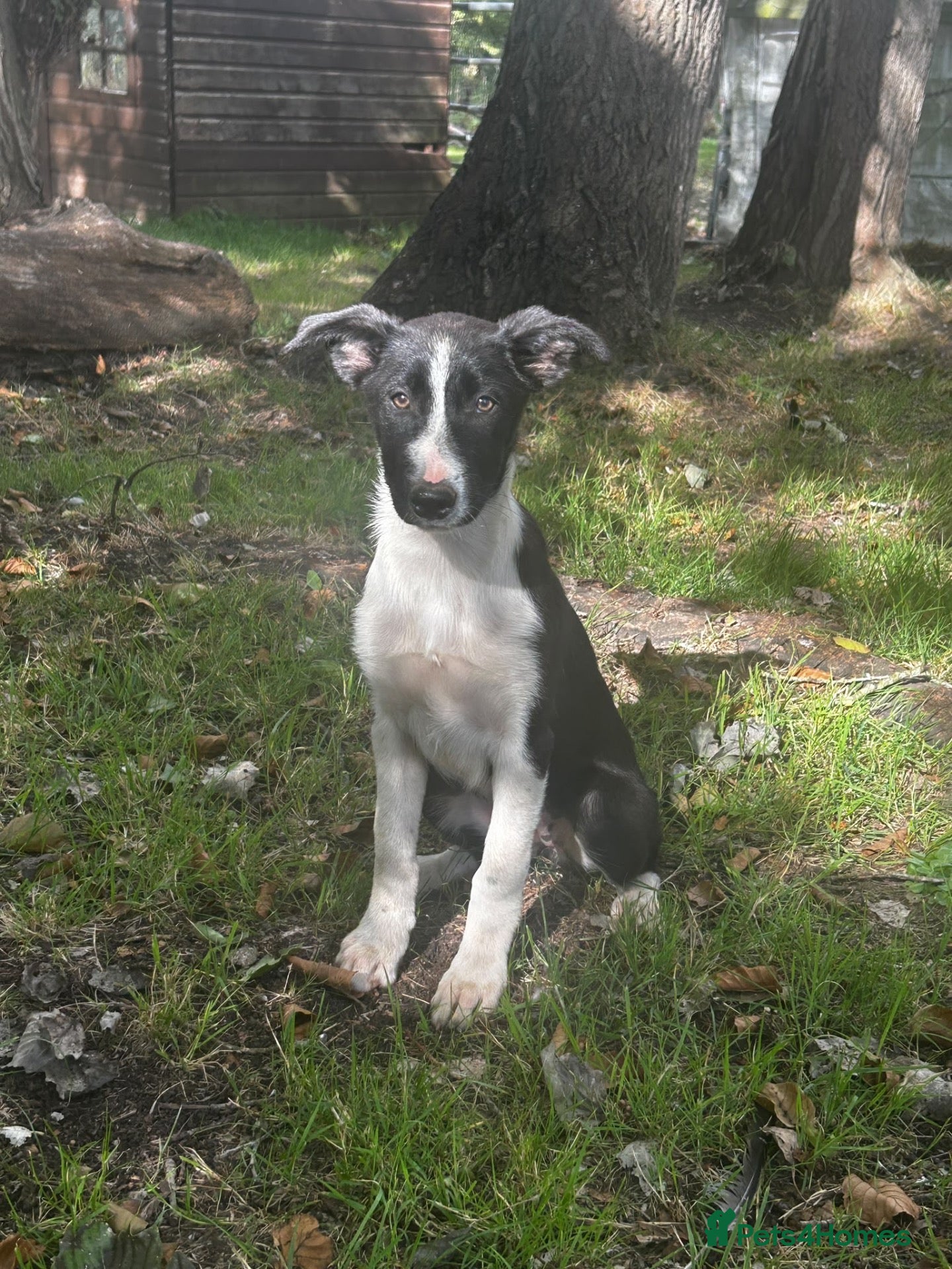 Border Collie dogs Black & White Border Collie Puppies - Advert 2