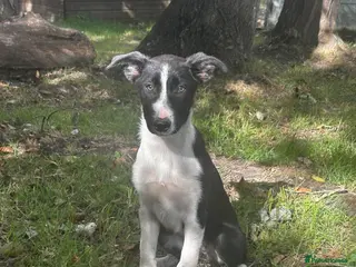 Border Collie dogs Black & White Border Collie Puppies - Advert 2