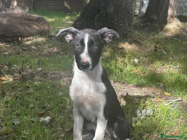 Border Collie dogs for sale: Black & White Border Collie Puppies - Advert 2