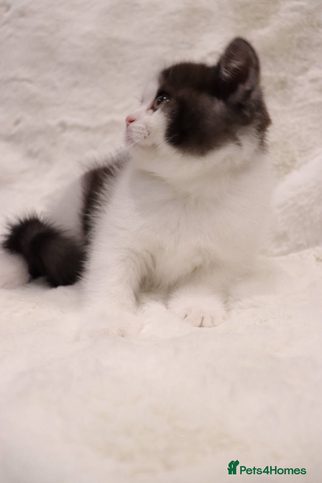 British Shorthair cats for sale: Champion Bloodlines BSH kittens  - Image 15