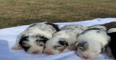 Australian Shepherd dogs - Advert 2