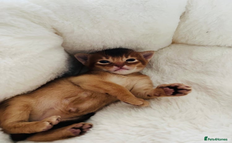 Abyssinian cats 🥇 5+ Gen World Champ🏆 1 chocolate boy left 🤎 - Advert 10