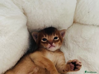 Abyssinian cats 🥇 5+ Gen World Champ🏆 1 chocolate boy left 🤎 - Advert 8