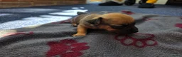 Jack Russell dogs for sale: Beautiful Puppies Jack Russell  - Advert 10
