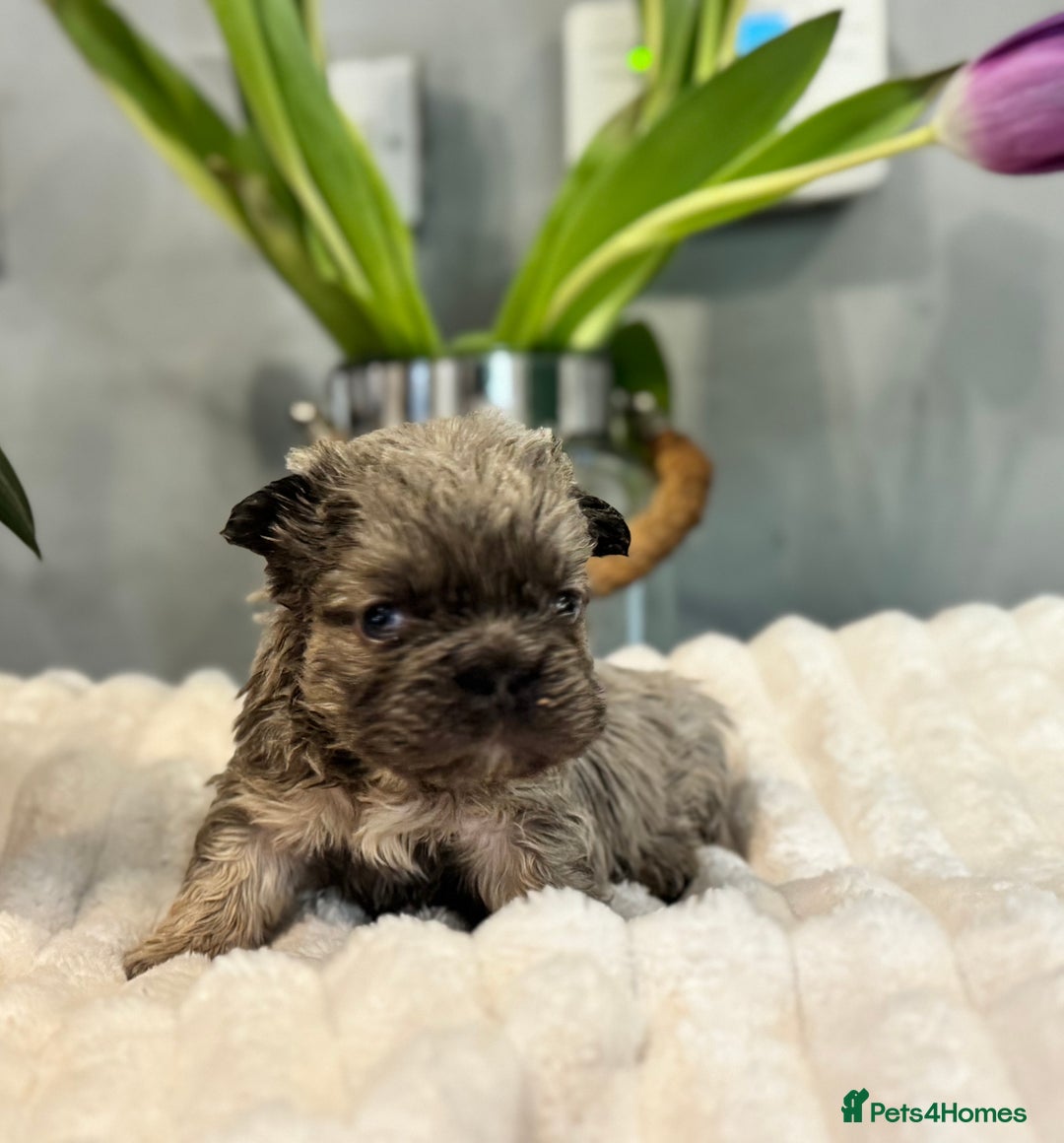 French Bulldog dogs for sale: *Unique fluffy French Bulldogs* - Advert 22