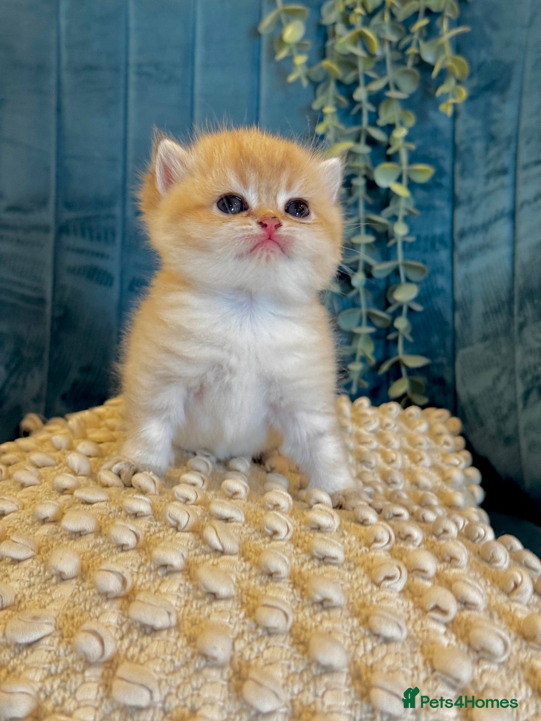 British Shorthair cats for sale: 🐾✨ Golden & Silver British Shorthair Kittens ✨🐾 - Image 7