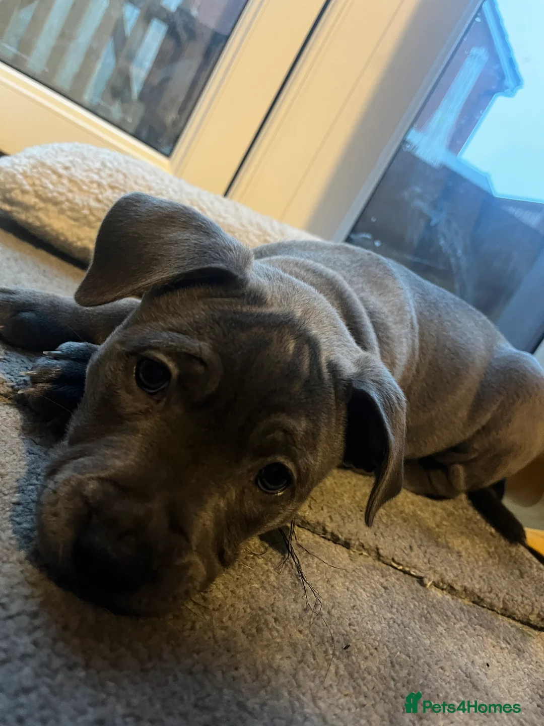 Staffordshire Bull Terrier dogs for sale: Gorgeous staffy for sale  - Advert 5