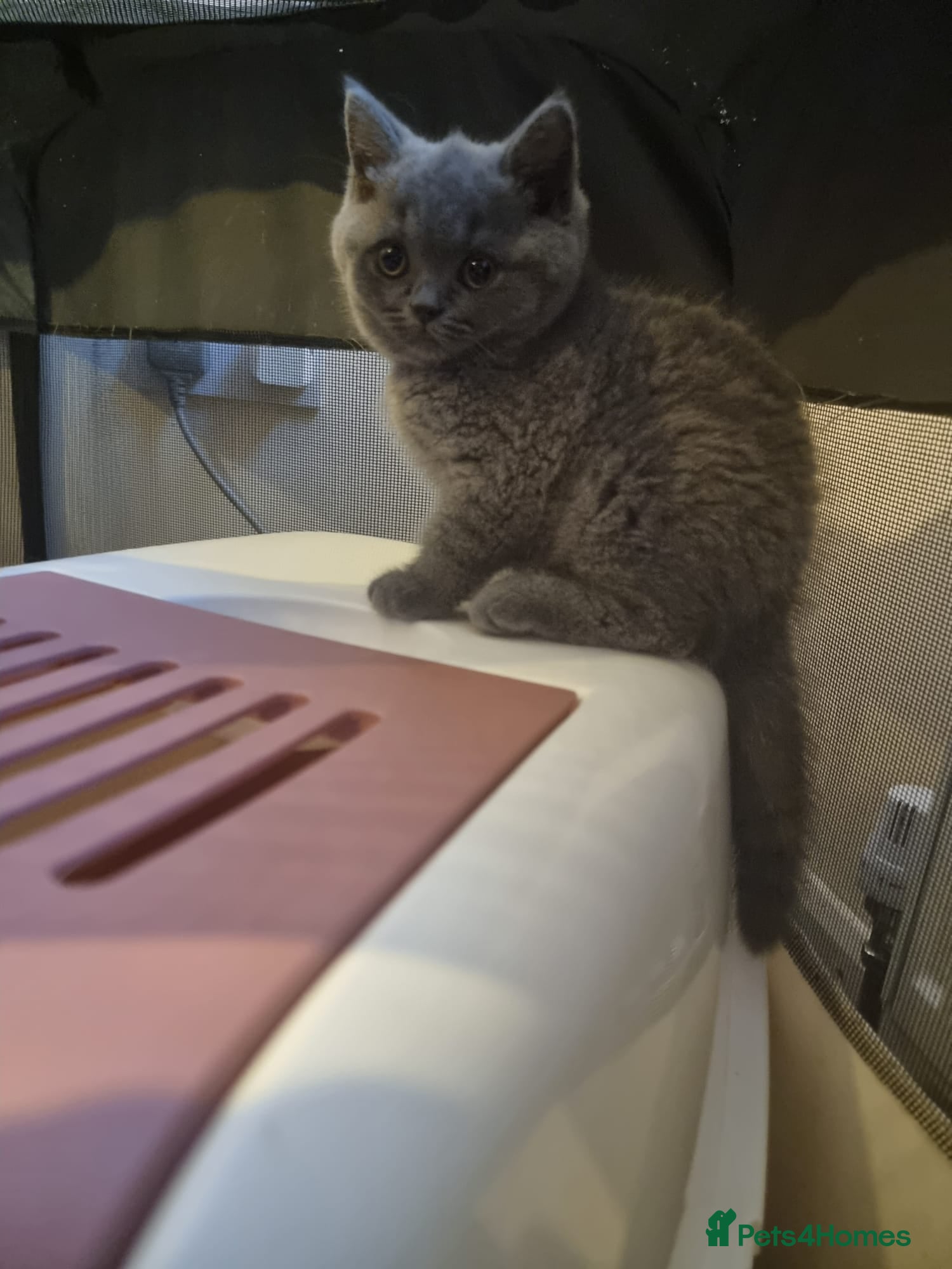 British Shorthair cats Left 3 BSH Kittens Pedigree GCCF Ready 2 July 2026 - Advert 2