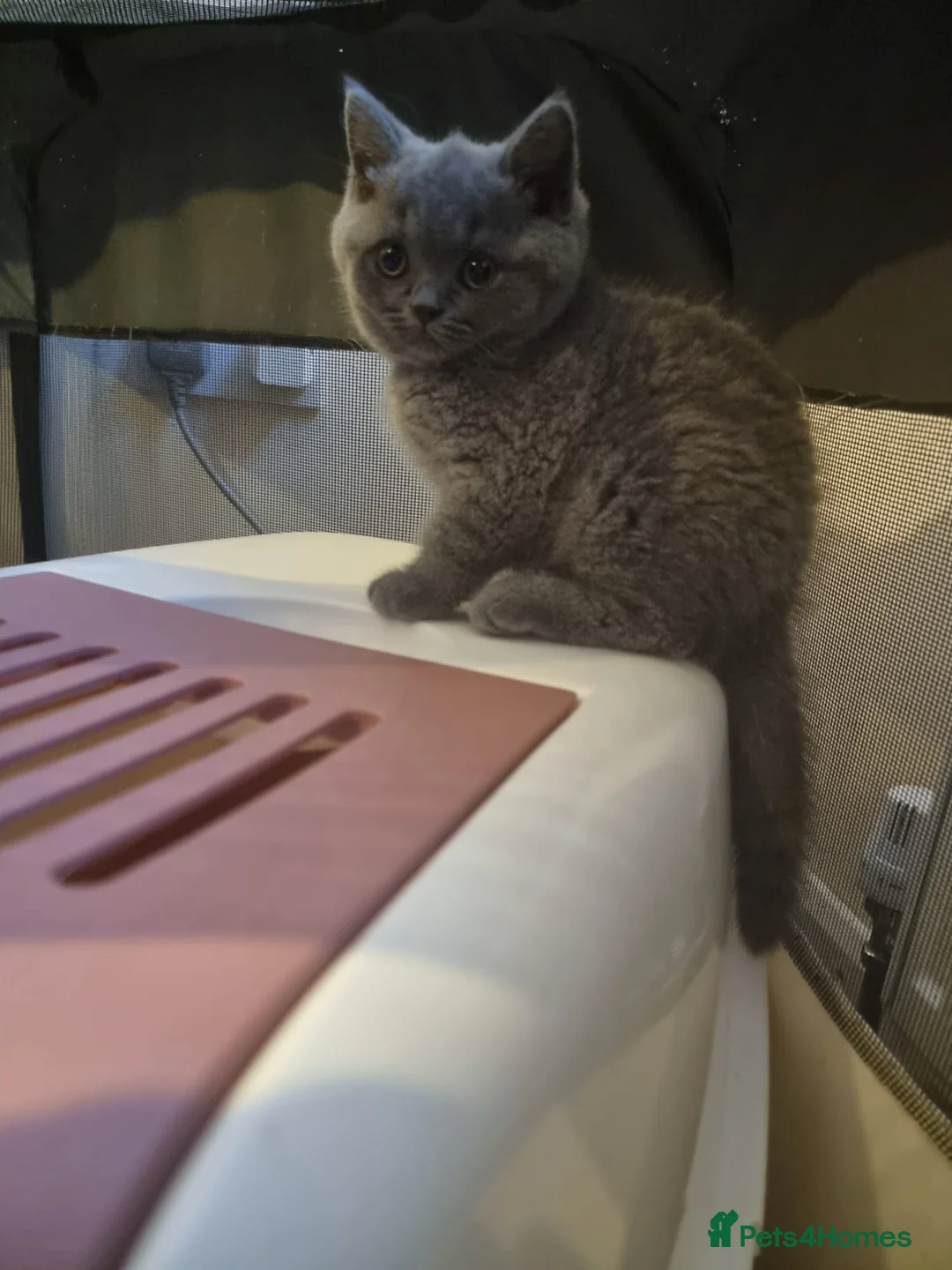 British Shorthair cats for sale: Left 3 BSH Kittens Pedigree GCCF Ready 2 July 2026 - Advert 2