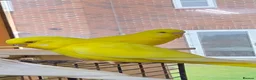 Budgerigars birds for sale: Young Budgies: Semi-tamed Lutino & Albino for sale - Advert 8