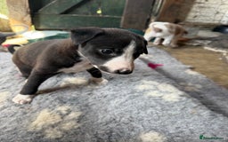 Mixed Breed dogs for sale: Whippet x greyhound puppies  - Image 25