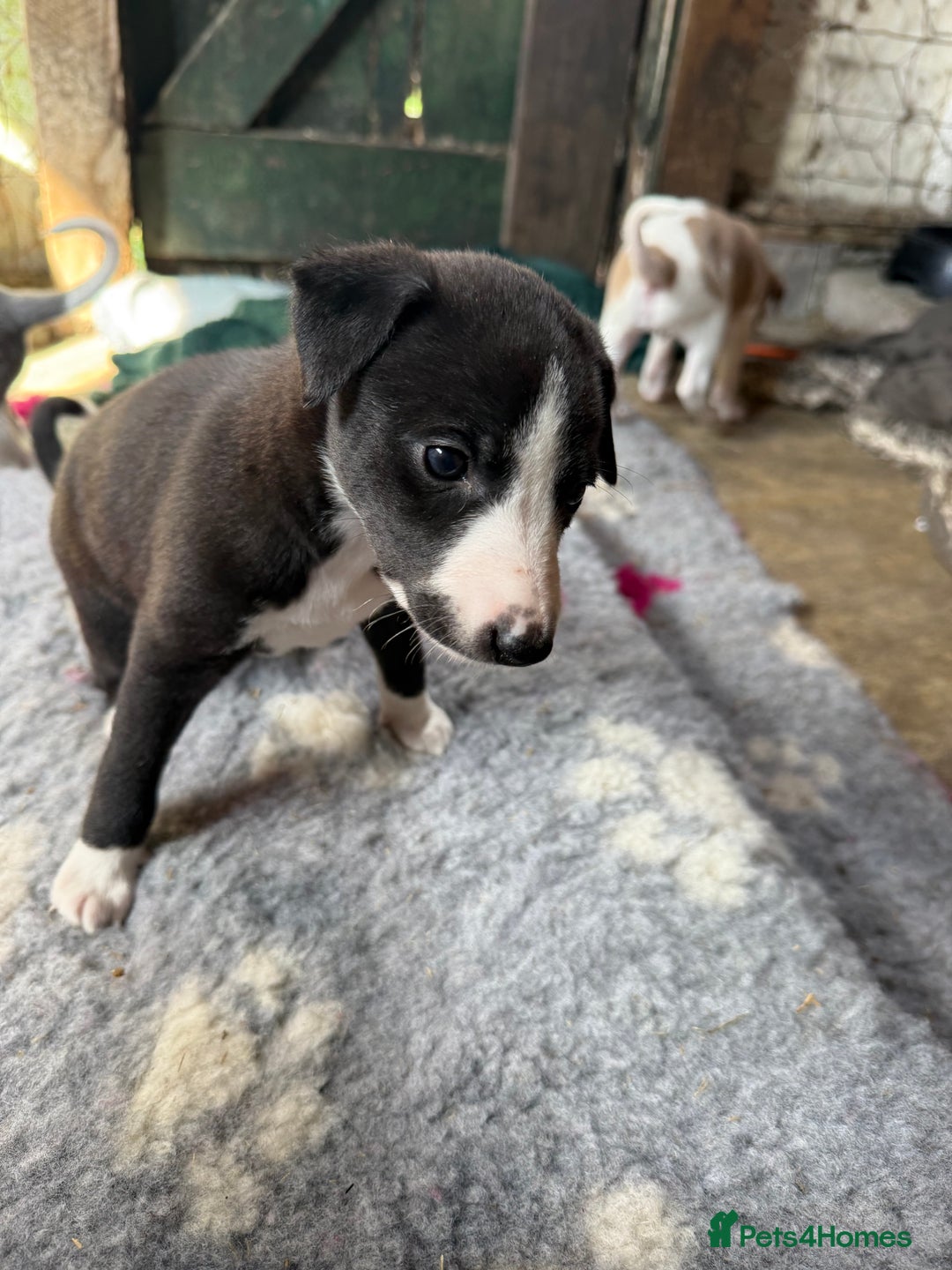 Mixed Breed dogs for sale: Whippet x greyhound puppies  - Image 25
