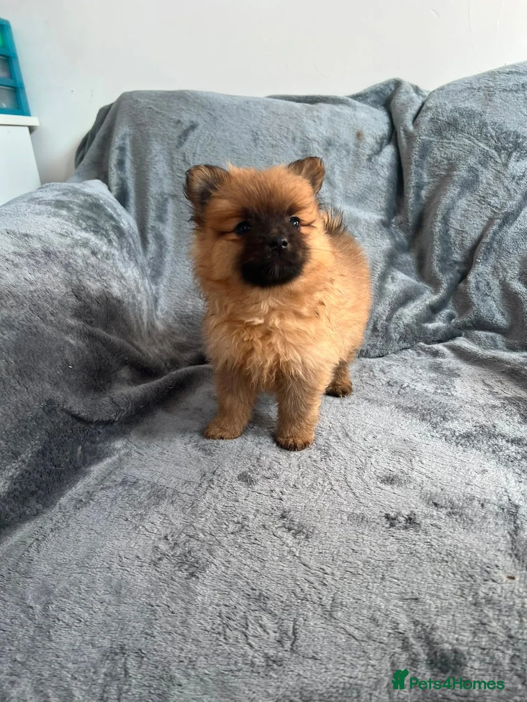 Pomeranian dogs for sale: Pomeranian in Blackpool - Advert 2