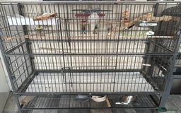 Cockatiels birds for sale: Cockatiel couple with cage and accessories  - Image 3