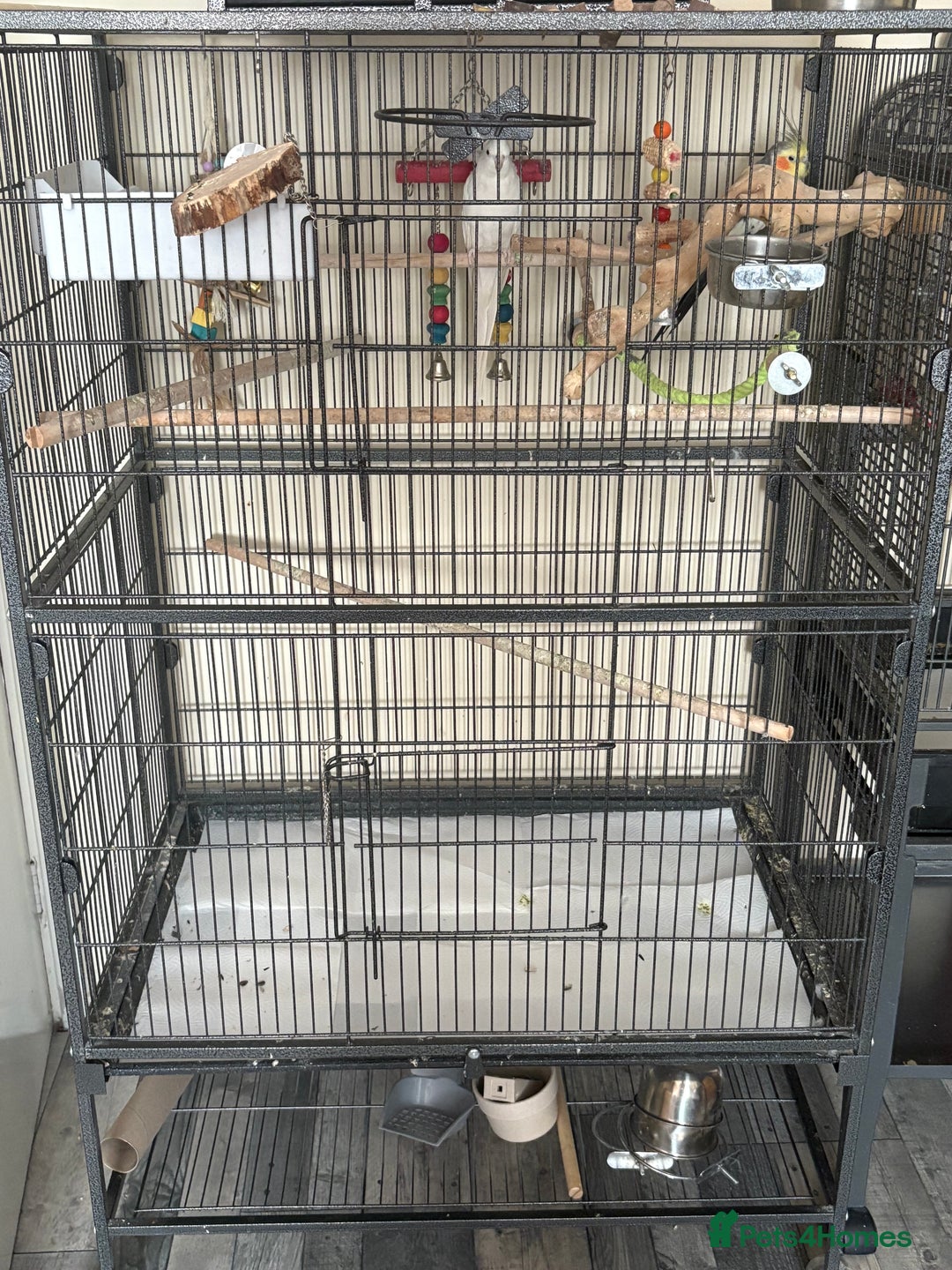 Cockatiels birds for sale: Cockatiel couple with cage and accessories  - Image 3