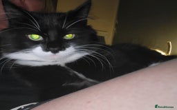 British Longhair cats for sale: Semi long haired tuxedo  - Image 4