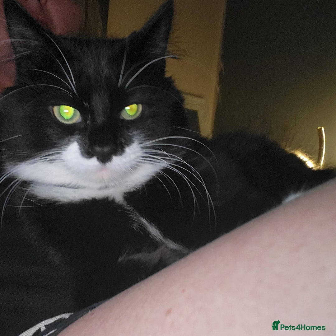 British Longhair cats for sale: Semi long haired tuxedo  - Image 4