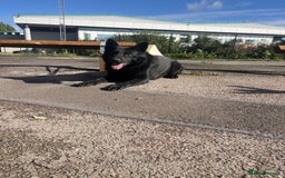 German Shepherd dogs for sale: Working line German shepherd puppies  - Image 3
