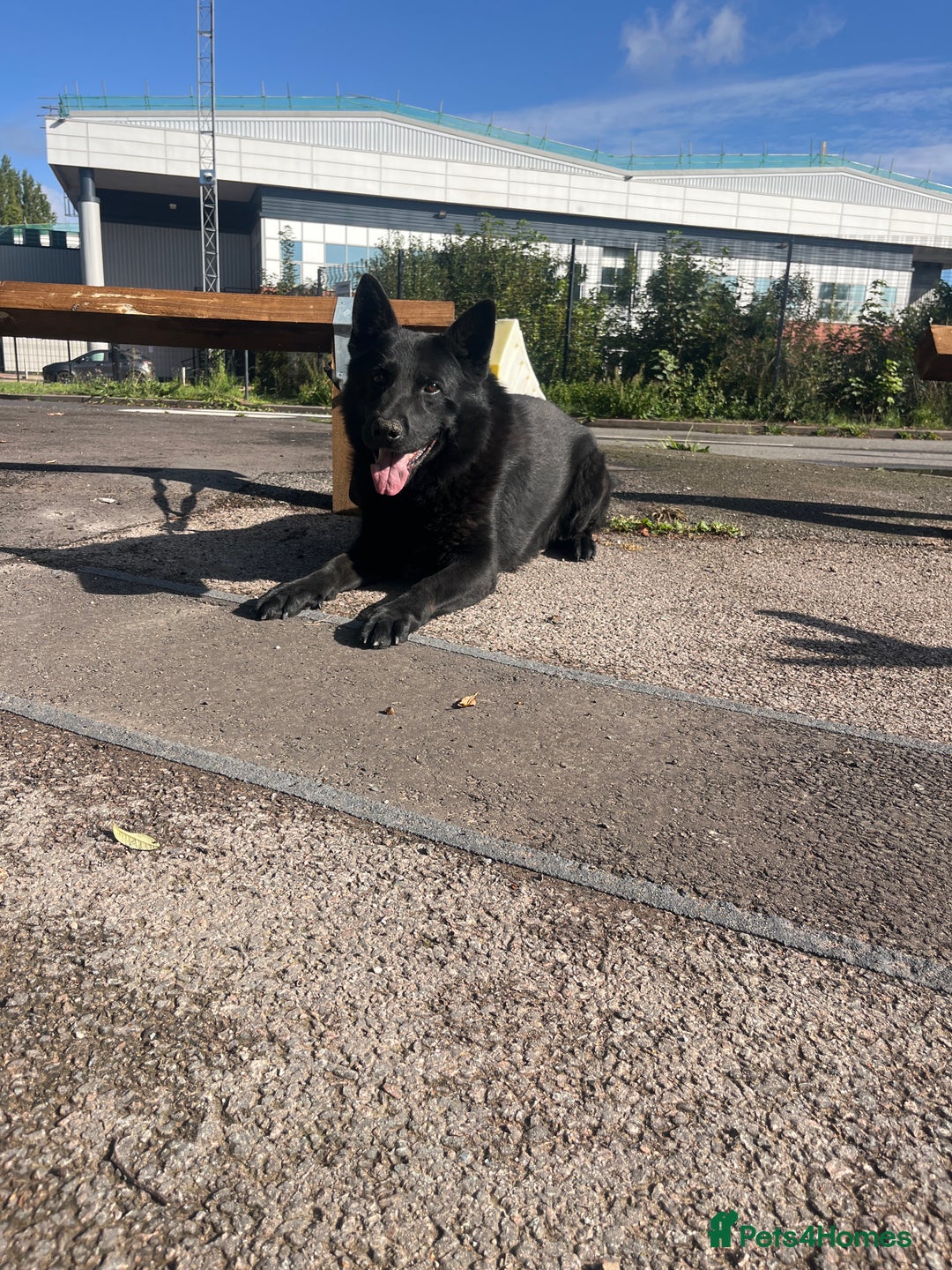German Shepherd dogs for sale: Working line German shepherd puppies  - Image 3