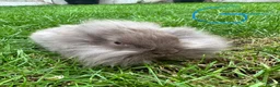 Lionhead rabbits for sale: Lionhead rabbits for sale  - Advert 10