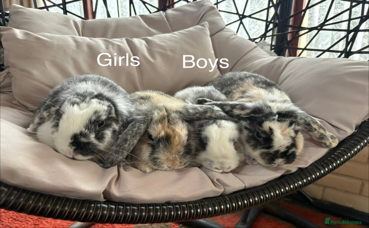 Mixed Breed rabbits - Advert 5