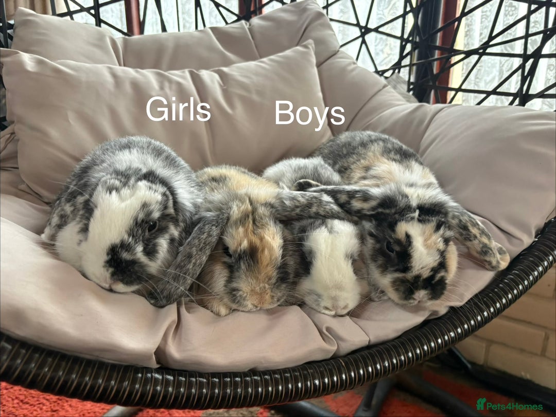 Mixed Breed rabbits for sale: 🐇 Rabbits - 4 available (2 boys, 2 girls) 🐇 - Image 1
