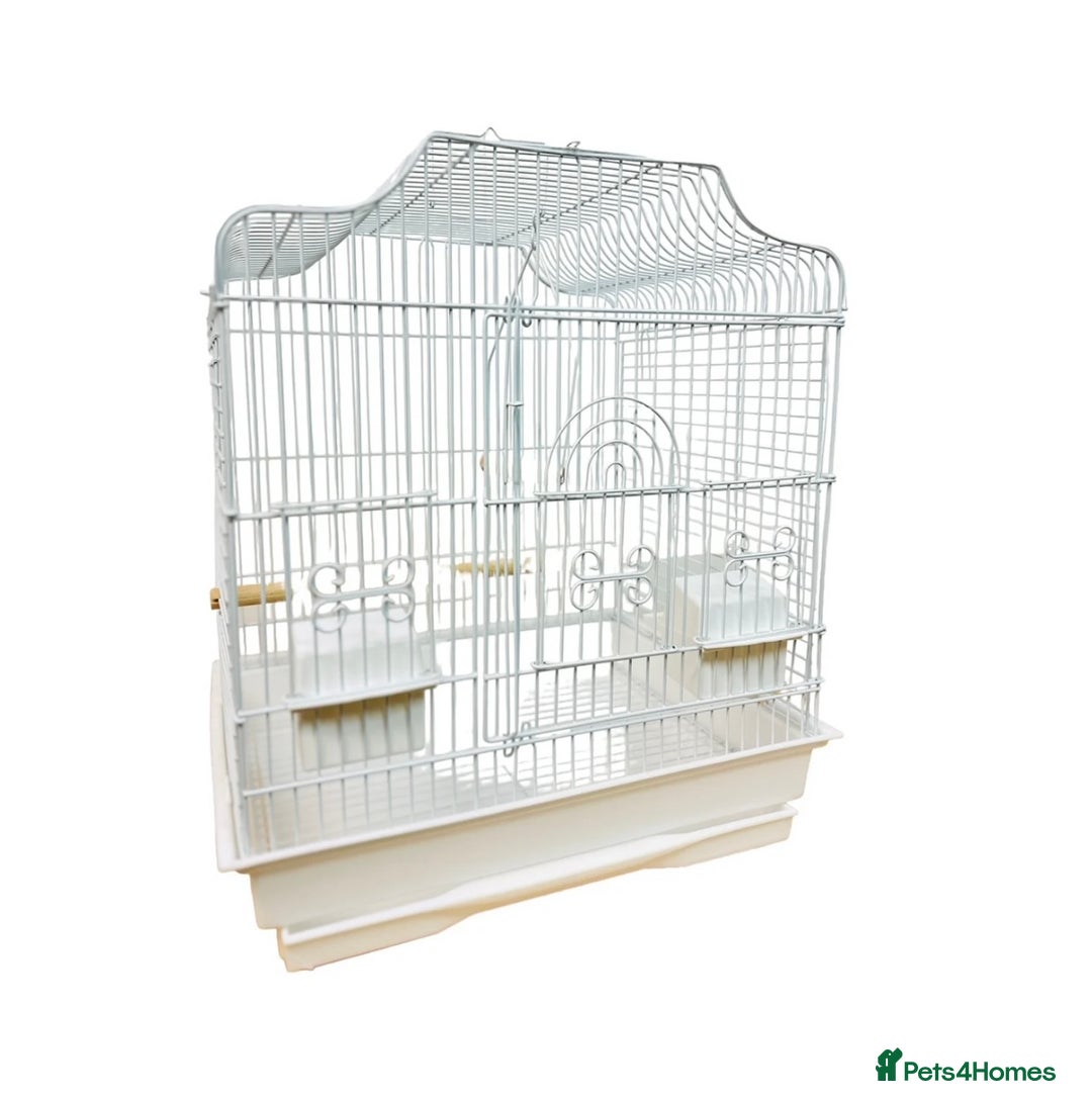 Budgerigars birds for sale: Budgies for sale, cages available, in good health - Advert 20