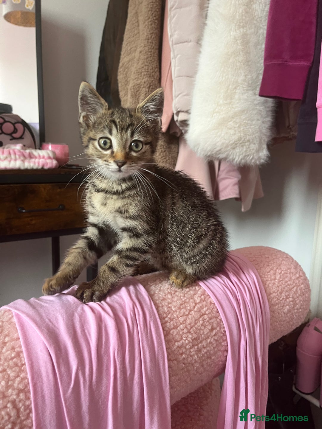 Domestic Shorthair cats for sale: Loving Male Tabby For Sale - Image 5