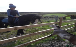 Riding pony horses for sale: Genuine cob  - Image 2