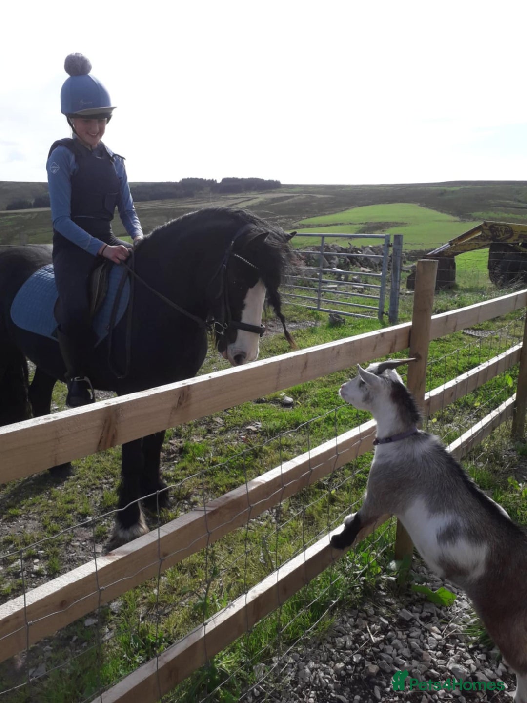 Riding pony horses for sale: Genuine cob  - Image 2