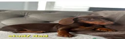 Miniature Dachshund dogs for sale: Exceptional  top quality miniature dachshund kc - Advert 11