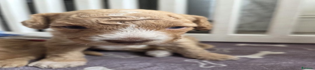 Cockapoo Puppy 4