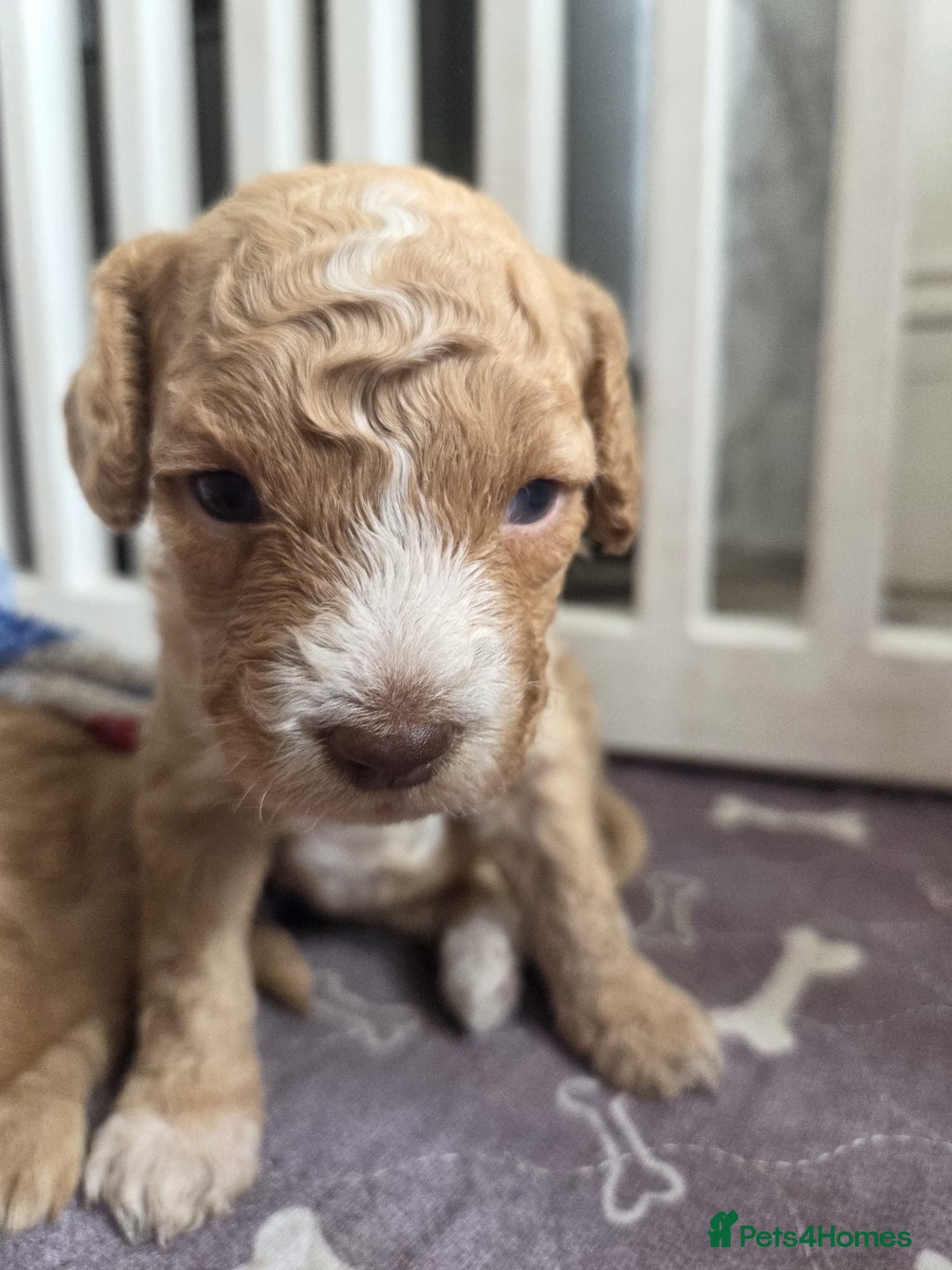 Cockapoo dogs for sale: Beautiful cockapoo puppies  - Image 1
