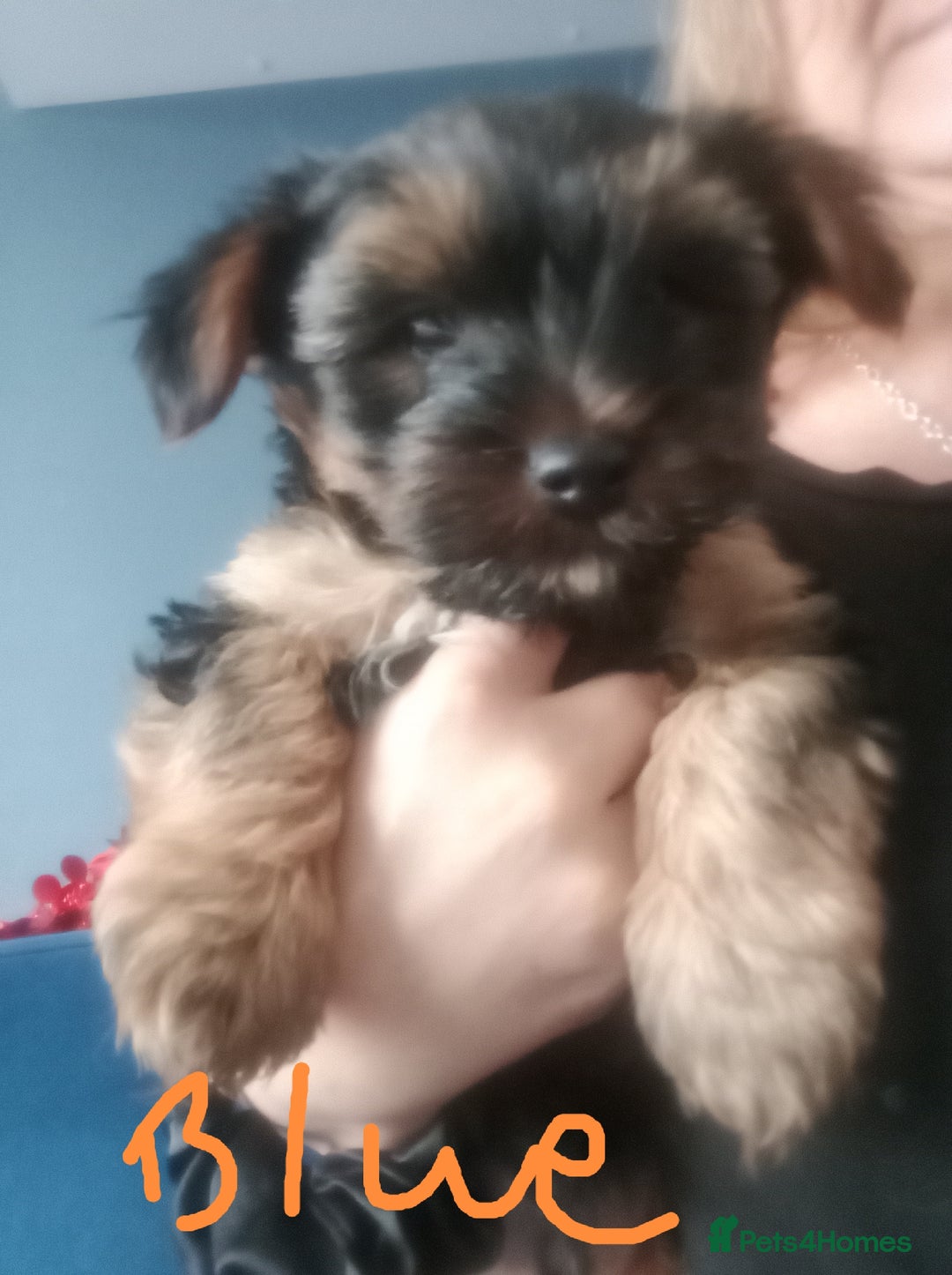 Chorkie dogs for sale: Two amazing Yorkie boys - Advert 8