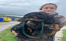Mixed Breed dogs for adoption: Paige - Norwich Norfolk  - Image 26