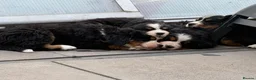 Bernese Mountain Dog dogs for sale: Stunning Bernese mountain girl  in Leeds - Advert 6