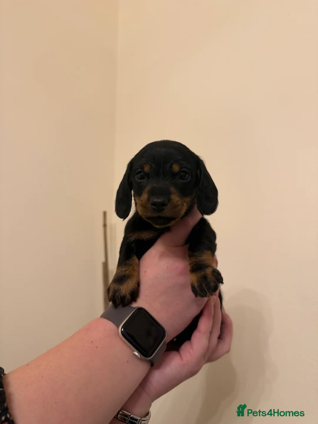 Miniature Dachshund dogs for sale: Miniature Dachshunds  - Advert 9